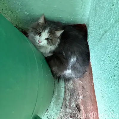 Найден кот, Электросталь, ул. Восточная