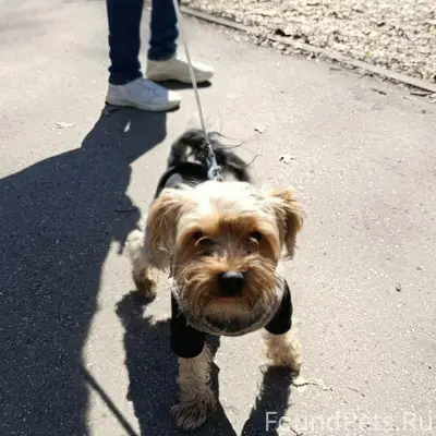 Найден йорк, парк Гагарина, Самара