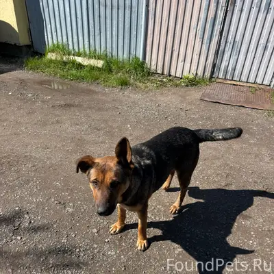 Найдена собака, чёрно-рыжий окрас, Мехзавод