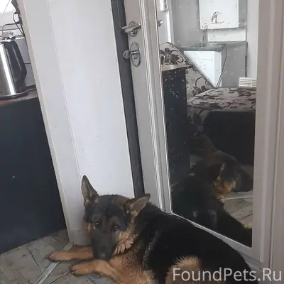 Найдена собака, Окружное шоссе