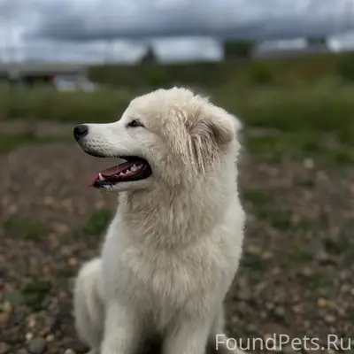 Пропала самоед Белла, Хромовка