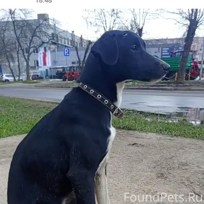 Найден щенок девочка, Ленинский район