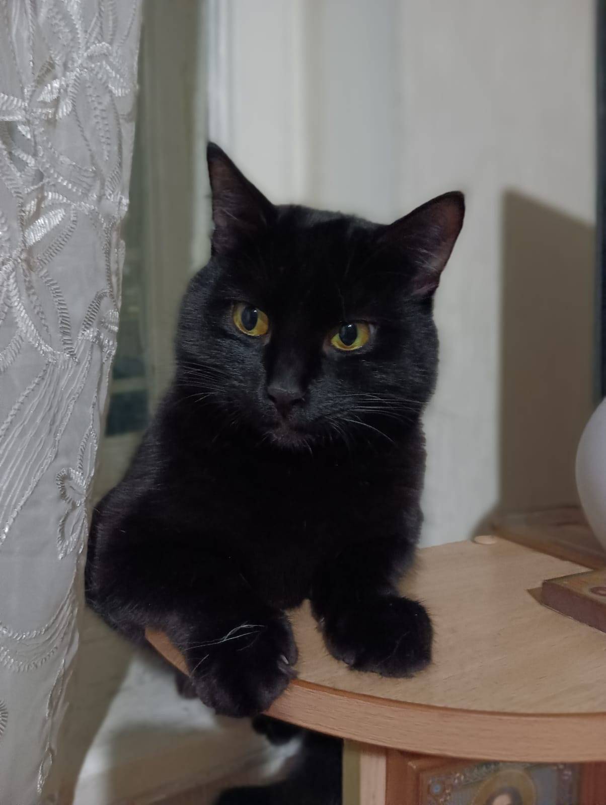 Пропал кот Тимоша, Высоково, Советский район