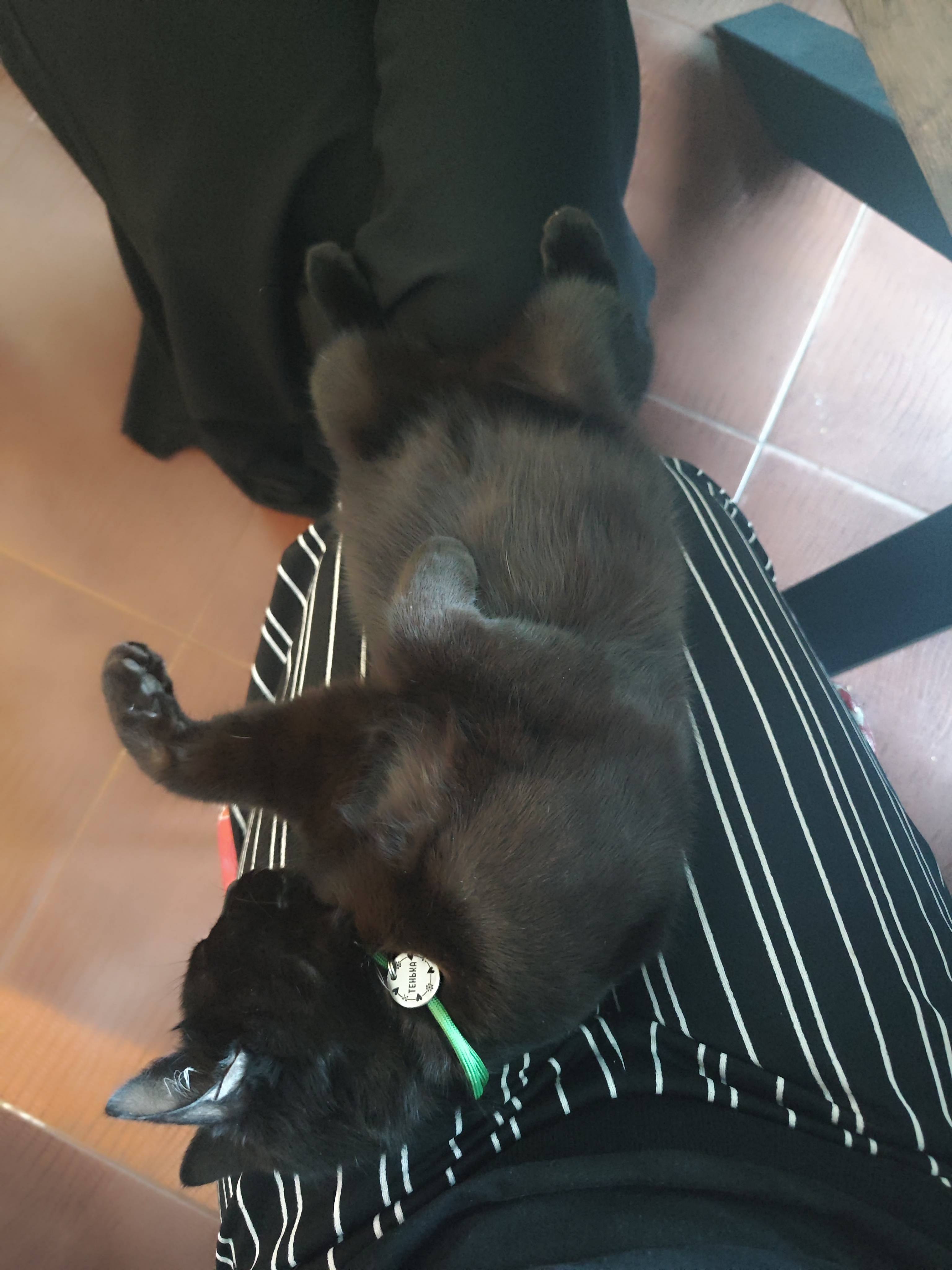 Пропал котик