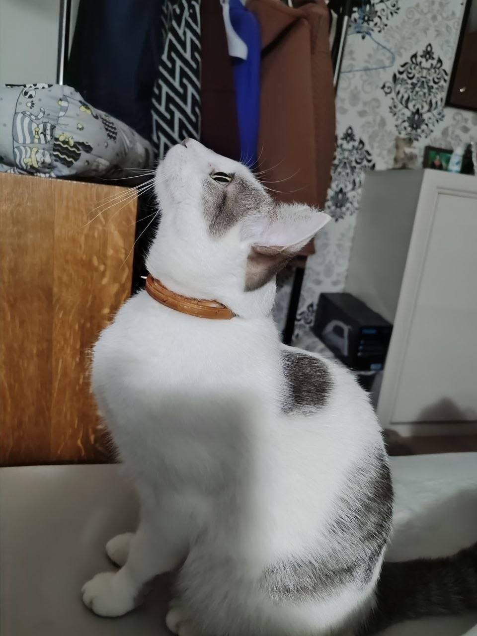 Пропал кот Баксик, переулок Вольный