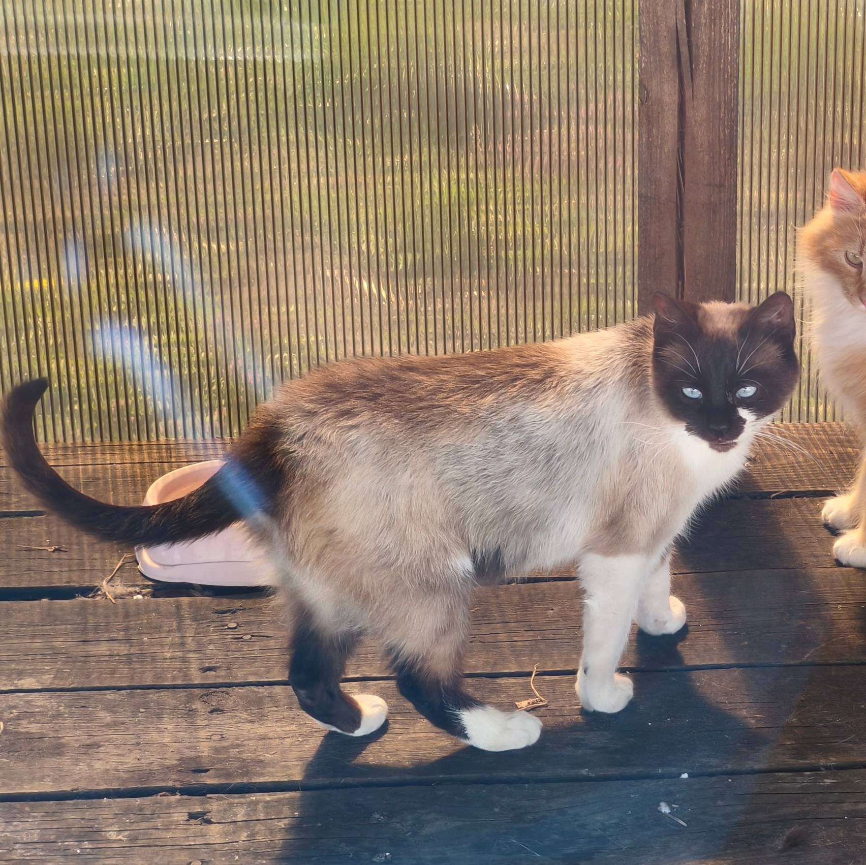 Пропала кошка, ул. Пограничная 86