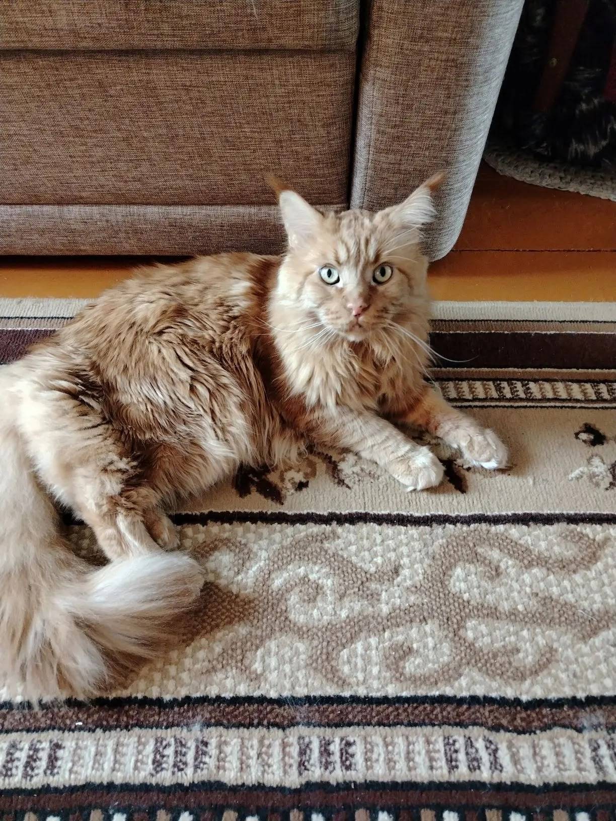 Пропал мейн-кун, рыжий, ул. Комсомольская