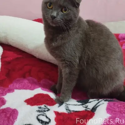 Пропала кошка, район старого парка