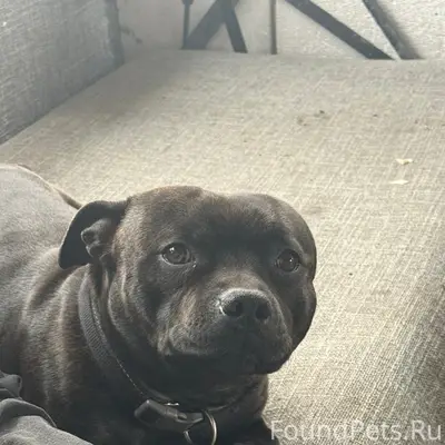 Пропала собака, улица 1 апреля