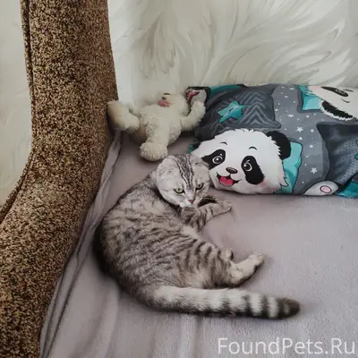 Пропала кошка Муся, переулок, улица Фокина 8 Б