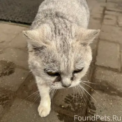 Найдена кошка, похожа на британца, Приволжск