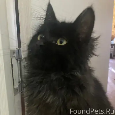 Пропал метис мейкуна, черный