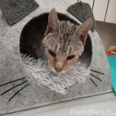 Найден кот породы Оцикет, посёлок Горбово