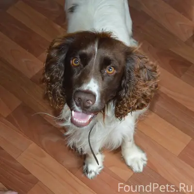 Пропал Дик, район ул. Урицкого