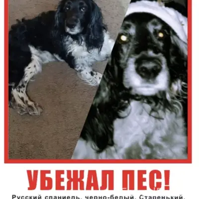 Пропал пёс, Черногорск, улица Бограда
