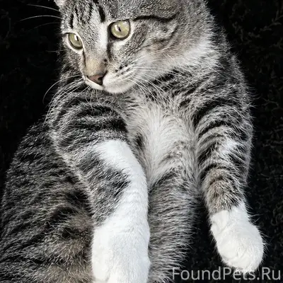 Пропал кот-подросток 