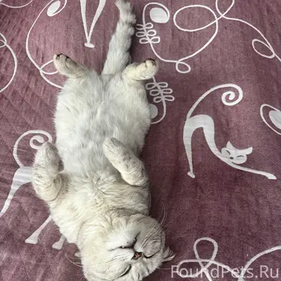 Пропал кот