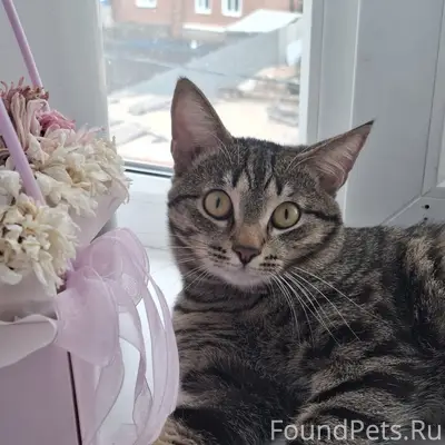 Пропал кот Мелкий, район кафе Арбат