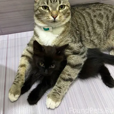 Пропал кот Евро, Орехово-Зуево