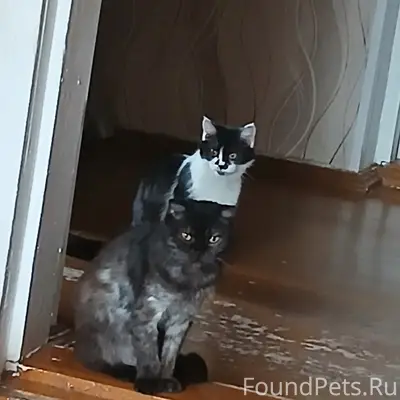 Пропали кошки Мурка и Дуся