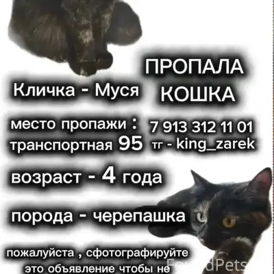 Пропала кошка, без указания места