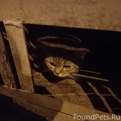 Найдена кошечка или котик, метис скотиша, камышовый окрас