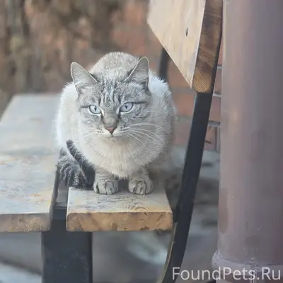 Найдена кошка