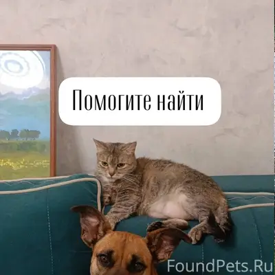 Пропала собака Клава, г. Михайловск