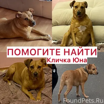 Пропала собака Юна, Нижняя Александровка