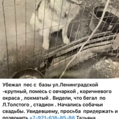 Пропал метис овчарки, коричневый, Ленинградская