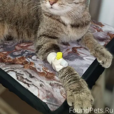 Пропала кошка, Сосновское