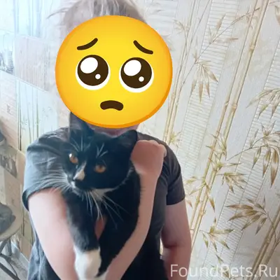 Пропала кошка, 3 мкр