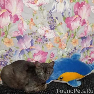 Пропал кот, 10-я Северная