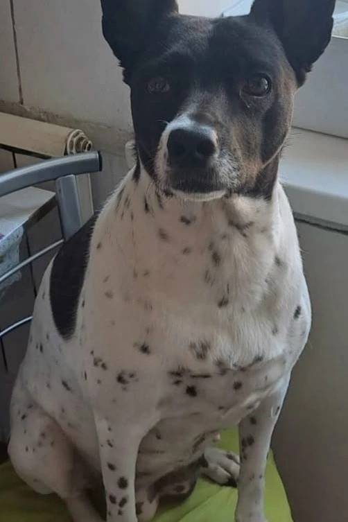 Пропала собака, ш. Комсомолец