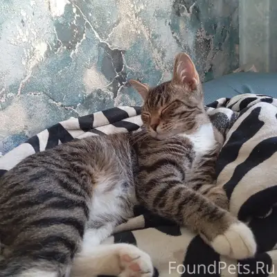 Пропал кот Тузик, Лесной городок