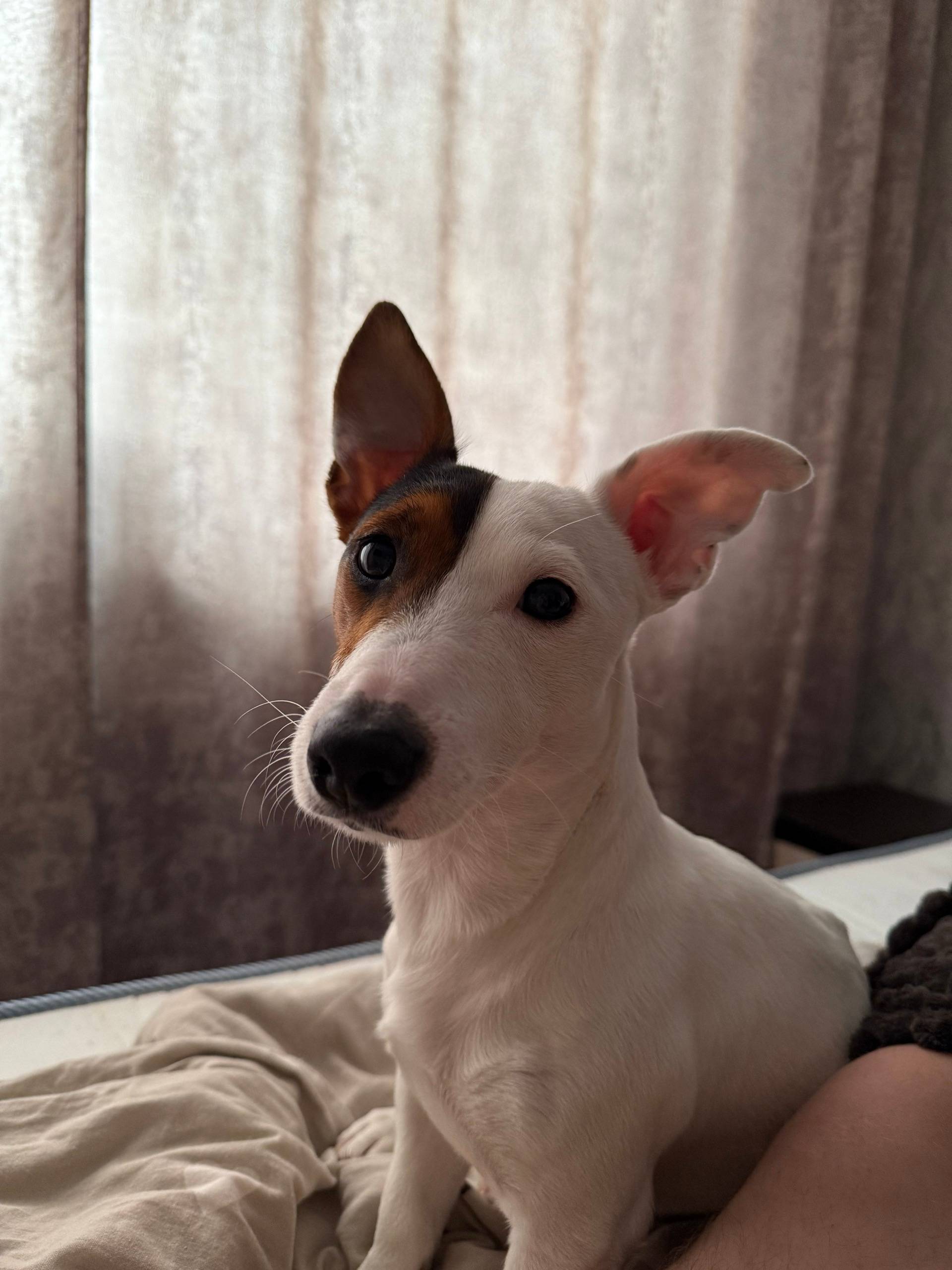 Пропал Кекс, собака, поселок Брусянский