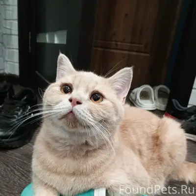 Пропал британский кот Фунтик-сынок