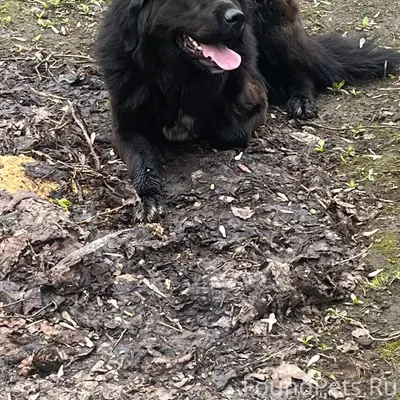 Найденна собака, ул. Ошарская