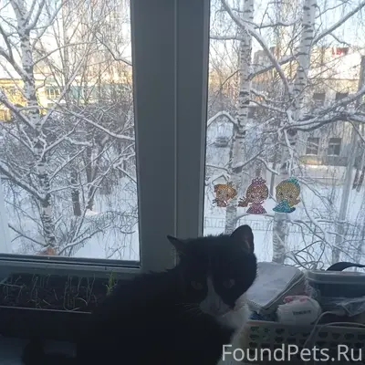 Пропала кошка Малышка, Орджоникидзе, 14