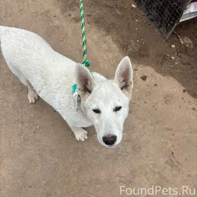 Найден щенок с ошейником