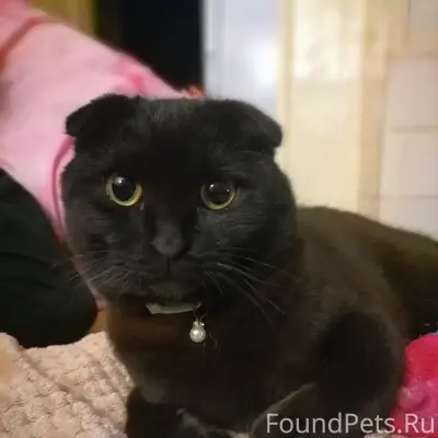 Пропал вислоухий шотландец, Боровск