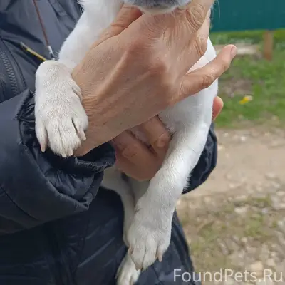 Найден Джек Рассел терьер, СНТ «Колос»