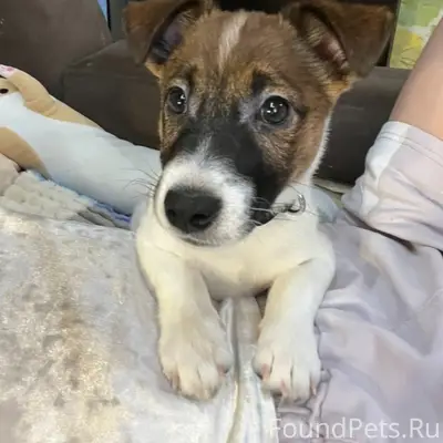 Пропал Джек-Рассел Боня, Печорский 3А