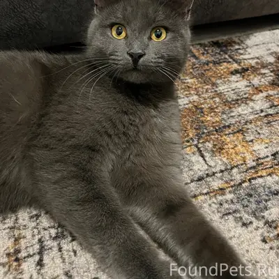 Пропал кот Вегас, Энгельс