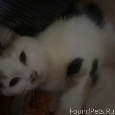 Пропала трехцветная кошка Муся, улица Пушкина-Красная