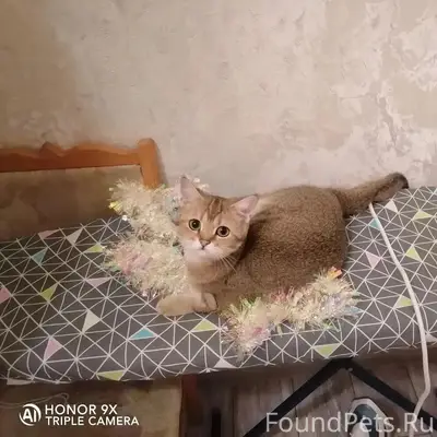 Пропала кошка, улица Гайдара, Космонавтов