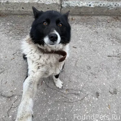 Пропала собака, Приокский район