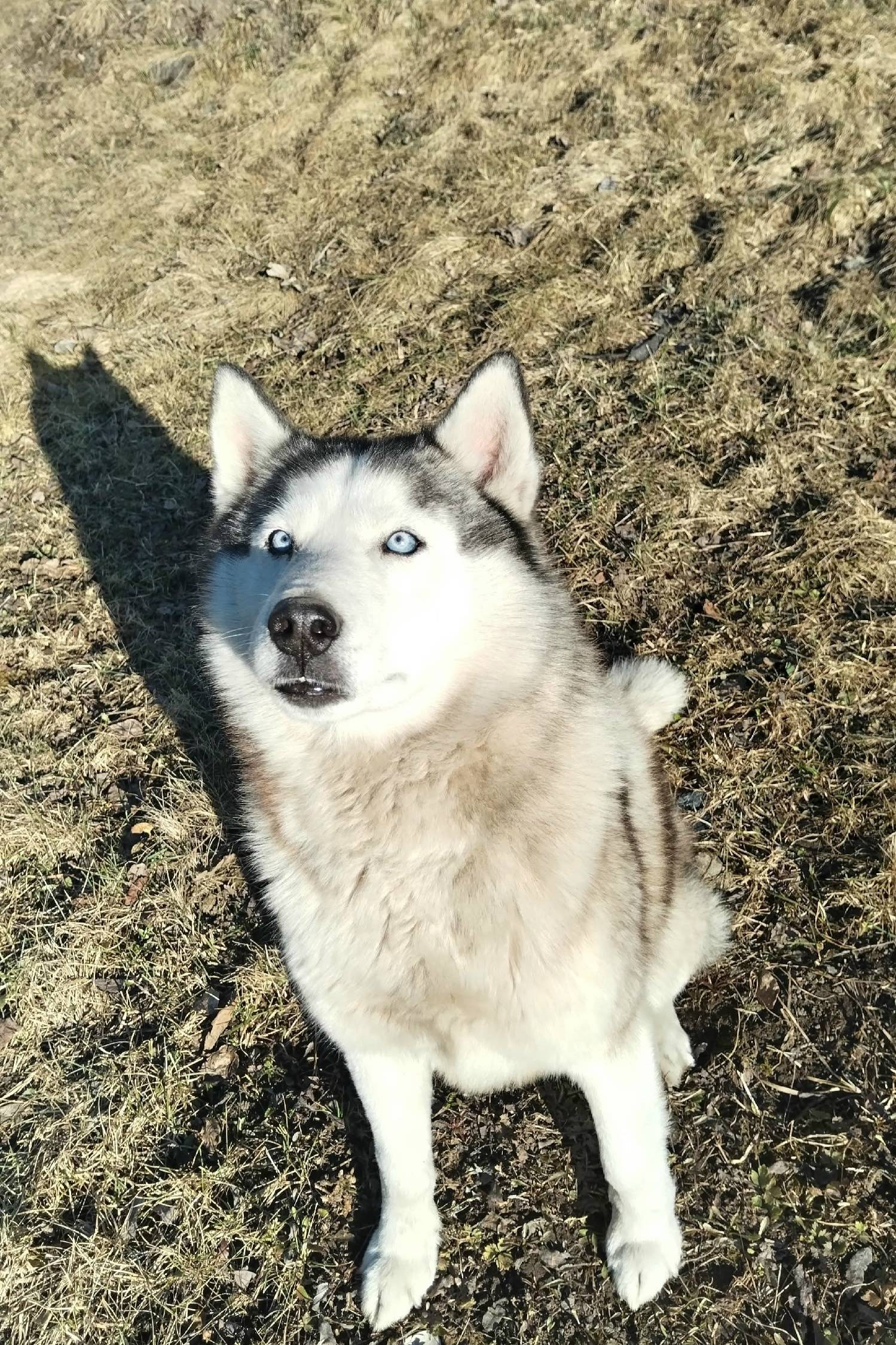 Пропал хаски, 