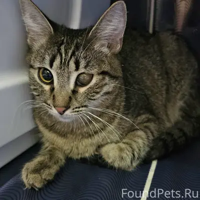 Найдена кошка, Димитрова 15/1