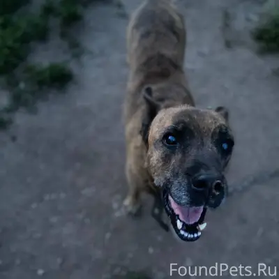 Пропала собака